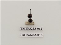 藏品(黃斑盤瓢蟲)的圖片